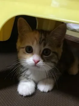 ふうゆい 様のお迎えした子猫