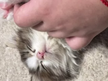 代々奈 様のお迎えした子猫