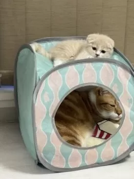 S.M 様のお迎えした子猫