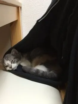 ＹＤＫ 様のお迎えした子猫