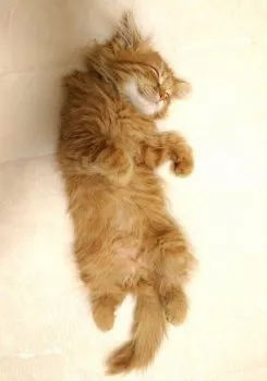 M.E 様のお迎えした子猫