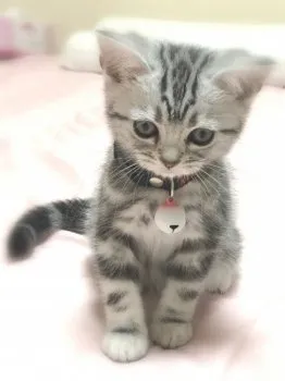 マナ 様のお迎えした子猫