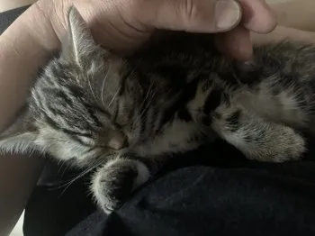 タケ 様のお迎えした子猫