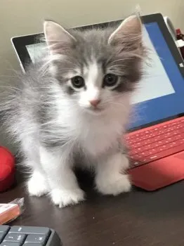 Maco 様のお迎えした子猫