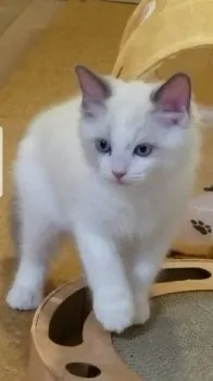 N.S 様のお迎えした子猫