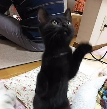 seira 様のお迎えした子猫