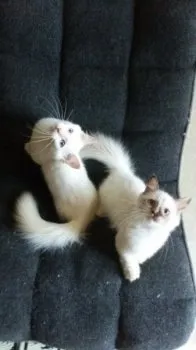 あんちゃん 様のお迎えした子猫