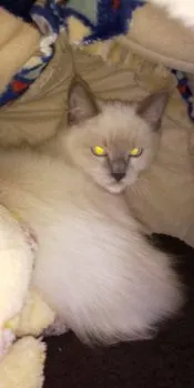 咲 様のお迎えした子猫