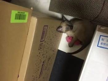 早苗 様のお迎えした子猫