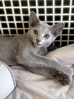 YK 様のお迎えした子猫