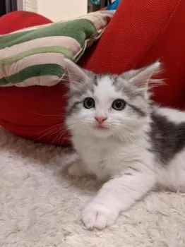 ゆきこんこん 様のお迎えした子猫