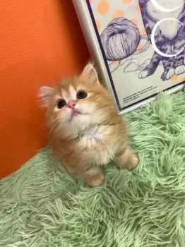 M.M 様のお迎えした子猫