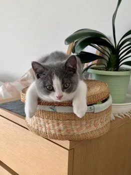 A.N 様のお迎えした子猫