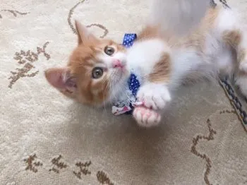 ゆず 様のお迎えした子猫