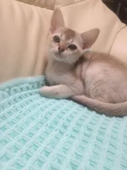 てぃあママ 様のお迎えした子猫