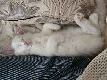 きあねろ 様のお迎えした子猫