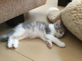 ぽんちゃん 様のお迎えした子猫