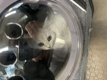 Y.K 様のお迎えした子猫