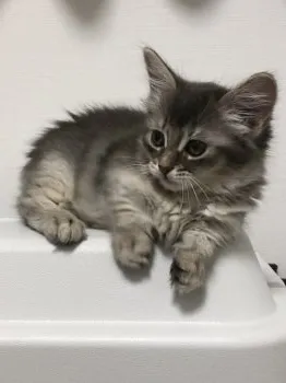 mochico 様のお迎えした子猫