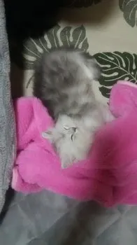 ゆみりん 様のお迎えした子猫