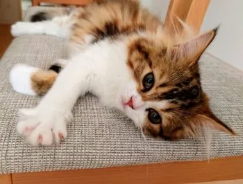 杏ちゃんママ 様のお迎えした子猫