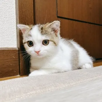 K.Y 様のお迎えした子猫