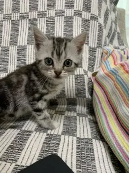 S.M 様のお迎えした子猫