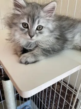 あき 様のお迎えした子猫