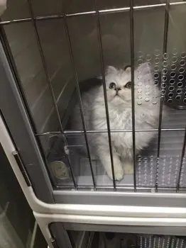 りん 様のお迎えした子猫