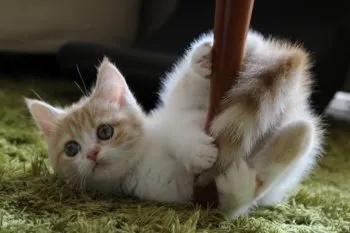 るる 様のお迎えした子猫