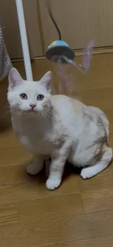 M.W 様のお迎えした子猫