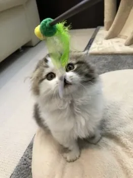 ヨッシー 様のお迎えした子猫