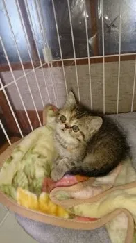 岡崎 様のお迎えした子猫