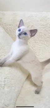 ハリー 様のお迎えした子猫