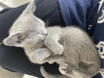 kanon 様のお迎えした子猫