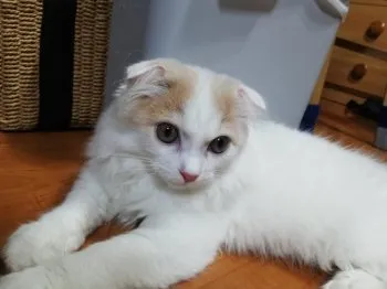サマンサ 様のお迎えした子猫