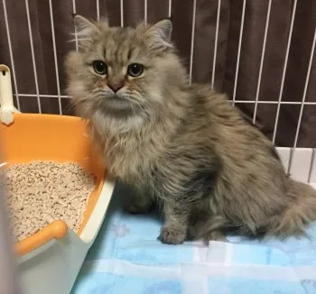 はるはる 様のお迎えした子猫