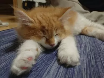 M.M 様のお迎えした子猫