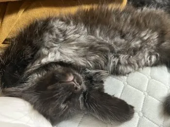 K.M 様のお迎えした子猫