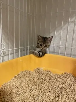 みなみ 様のお迎えした子猫