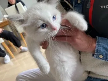 アクア 様のお迎えした子猫