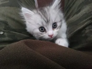 しゅにん 様のお迎えした子猫