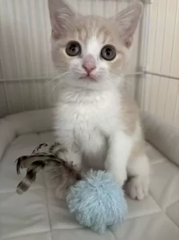 Chico 様のお迎えした子猫