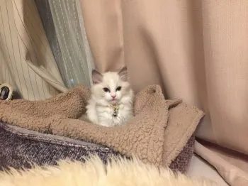 むぎ 様のお迎えした子猫