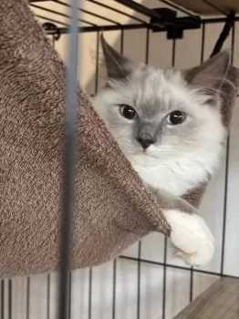 ベルママ 様のお迎えした子猫