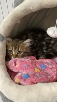 A.S 様のお迎えした子猫