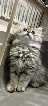 Kina 様のお迎えした子猫