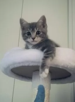 A.Ｉ 様のお迎えした子猫