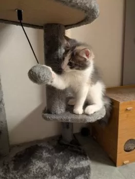MM 様のお迎えした子猫