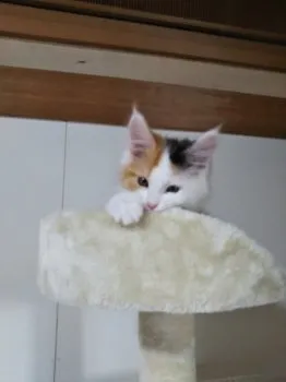 sumi 様のお迎えした子猫